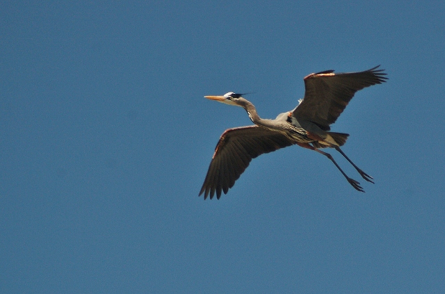 Great blue herons at CF Rec Site